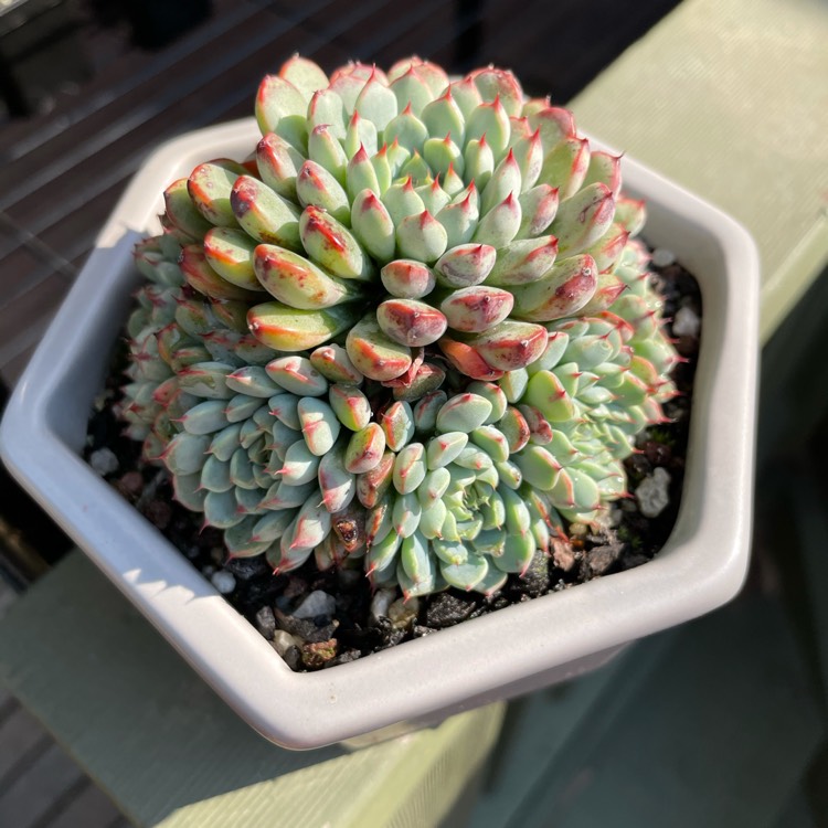 Plant image Echeveria Minima White Form