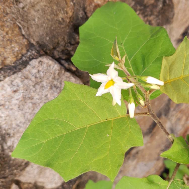 Plant image Solanum Torvum