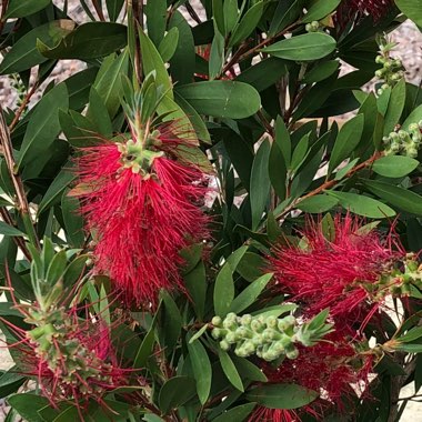 Callistemon