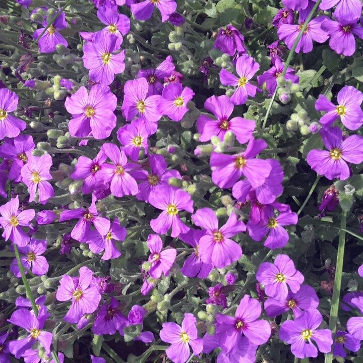 Plant image Campanula carpatica 'Jewel'
