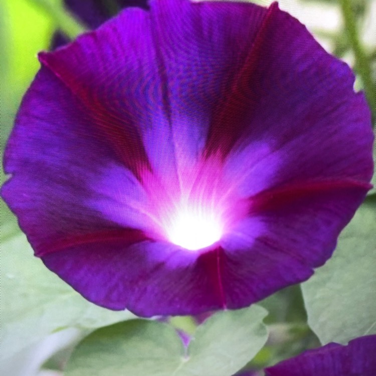 plant image 755789