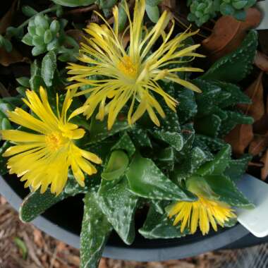 Faucaria felina ssp. tuberculosa