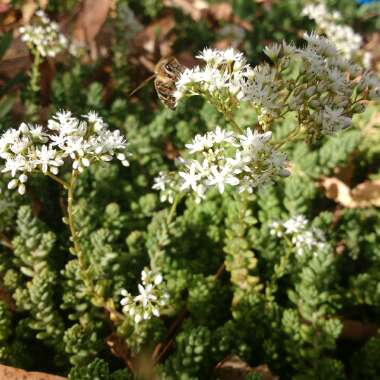 Sedum Album