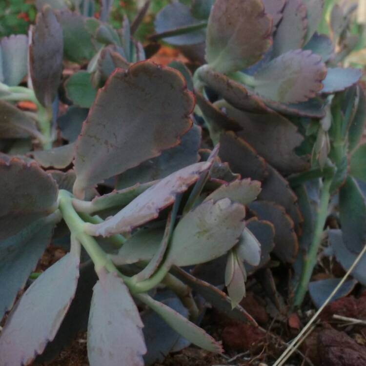 plant image 418403