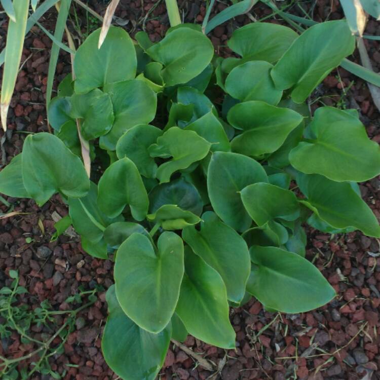 plant image 436844