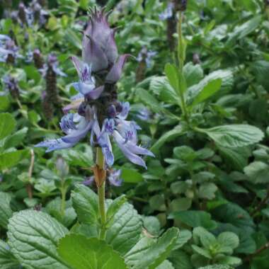 Plectranthus caninus