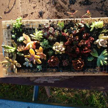 Alicia's garden