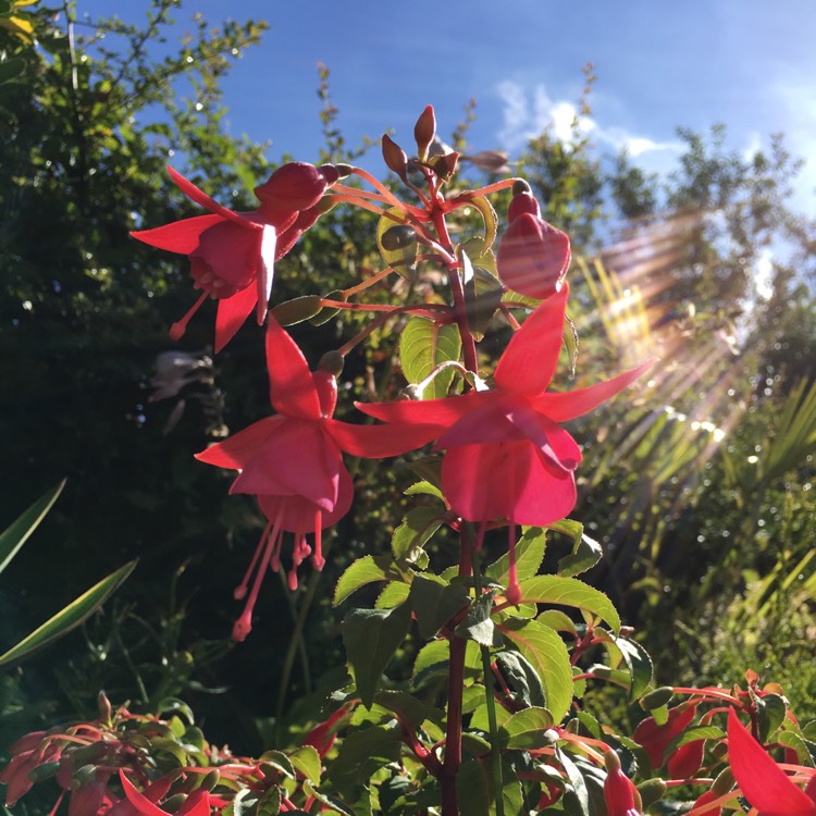 Fuchsia 'Beacon', Fuchsia 'Beacon' - uploaded by @OICANALP