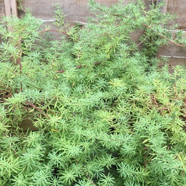 Lotus Bertholotii