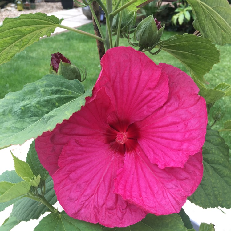 plant image 468289