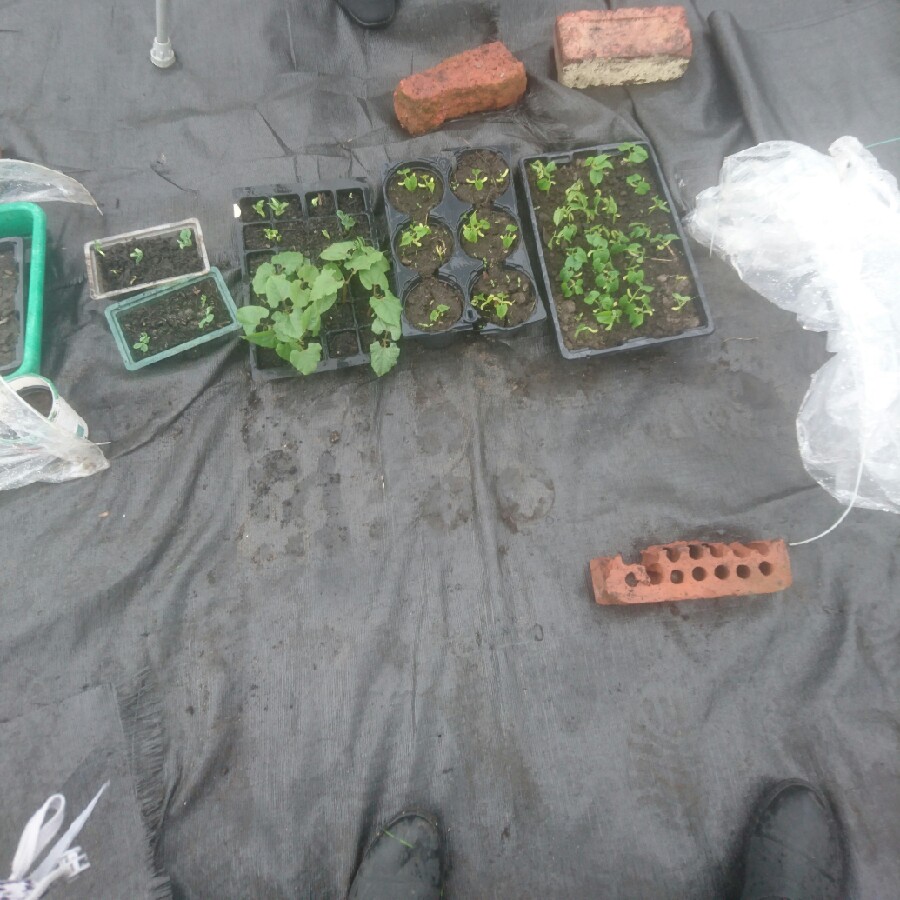 Alicia's garden