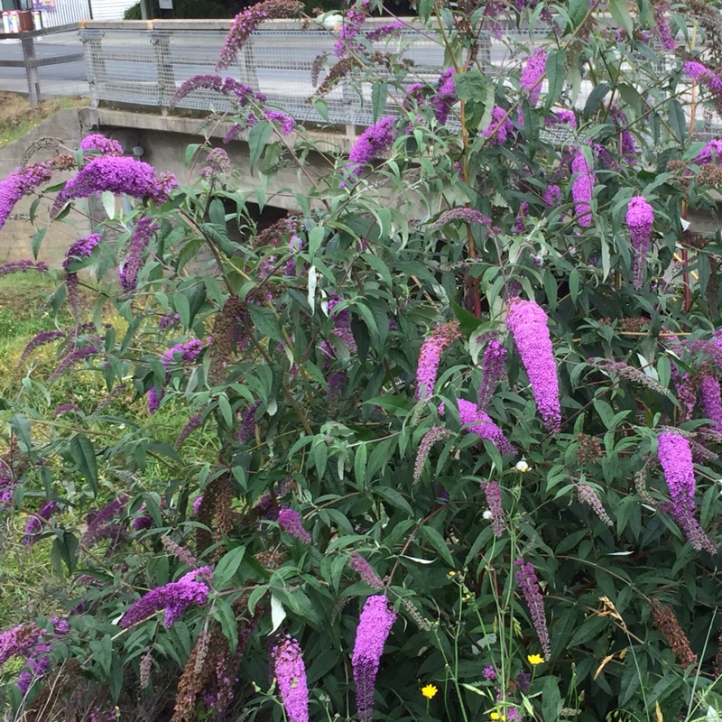 plant image 22387
