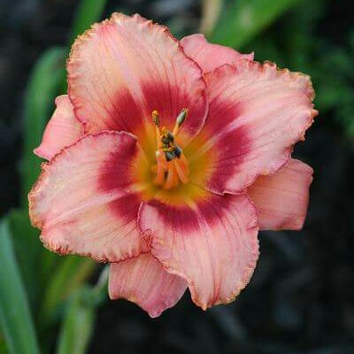 Plant image Hemerocallis 'Strawberry Candy'