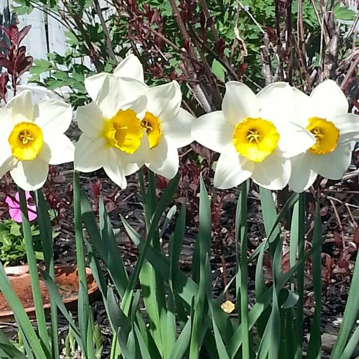Plant image Narcissus 'Elvira'