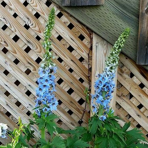 Plant image Delphinium elatum 'Faust'