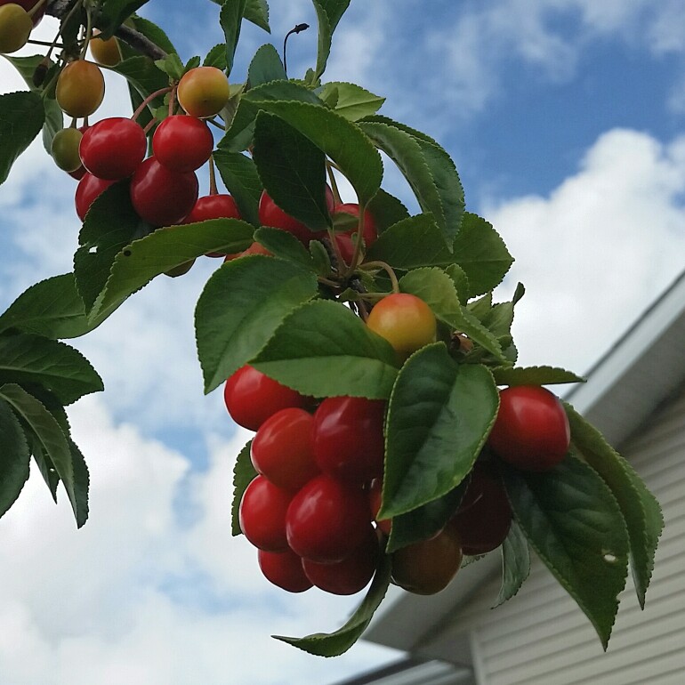 Plant image Prunus x kerrasis 'Evans'