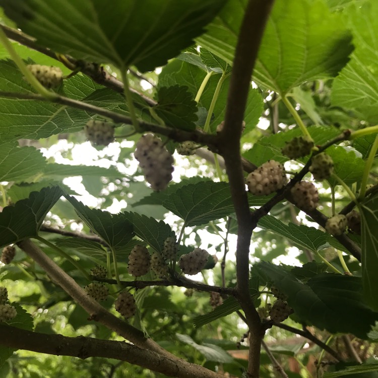 Plant image Morus Alba