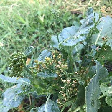 Brassica oleracea var. Italica Calabrese