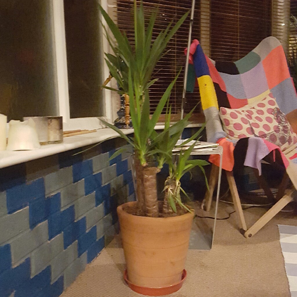 Yucca