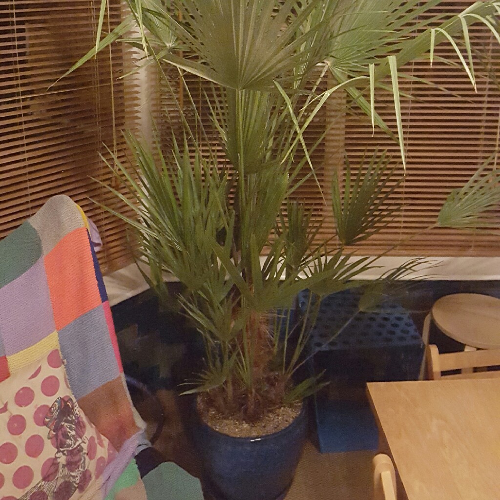 Mediterranean Fan Palm