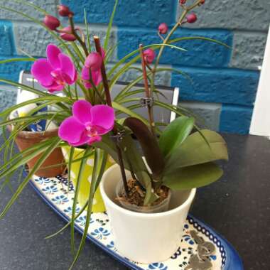 Moth Orchid