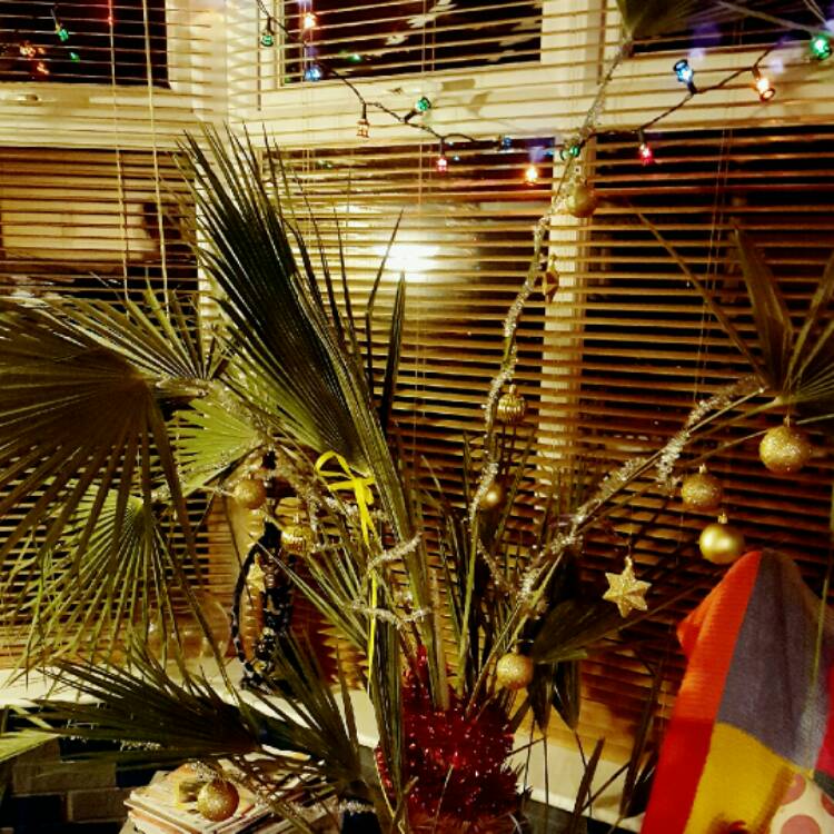 plant image 286911