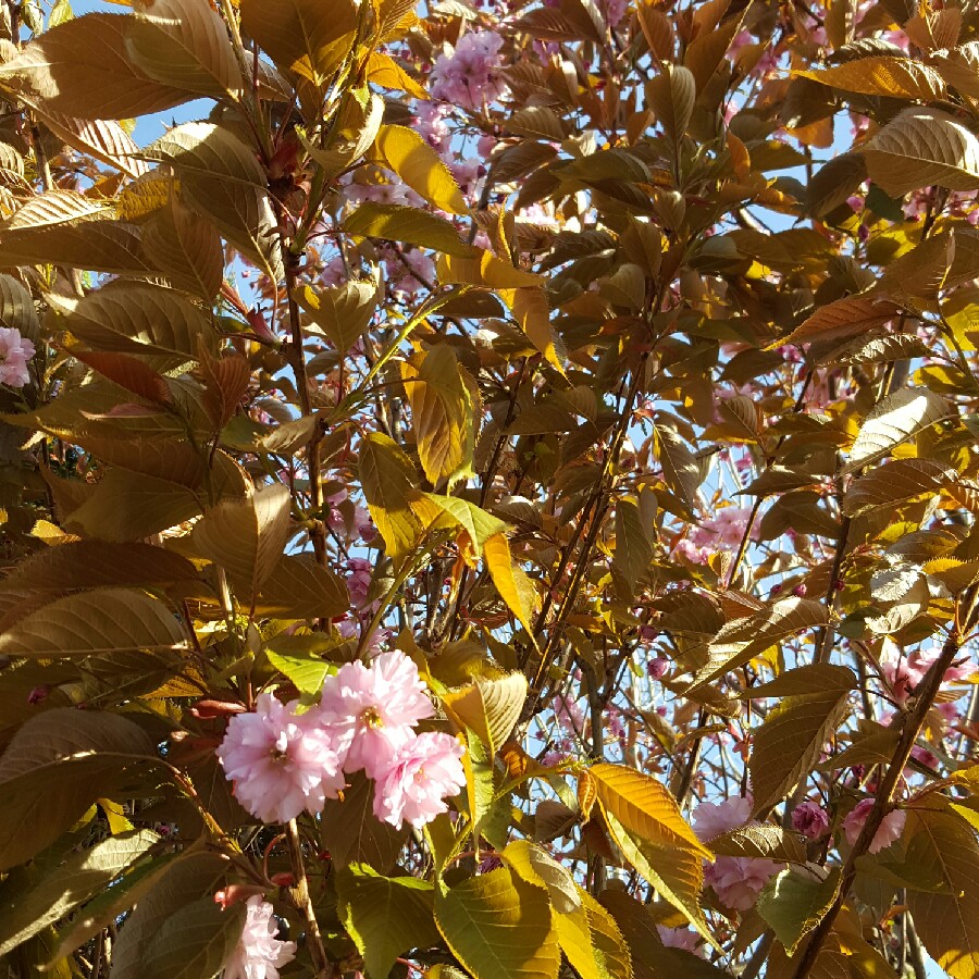 Alice's garden