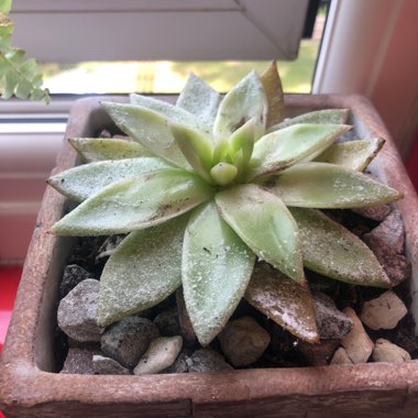 Alicia's garden