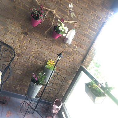 Alicia's garden