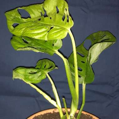 Monstera deliciosa