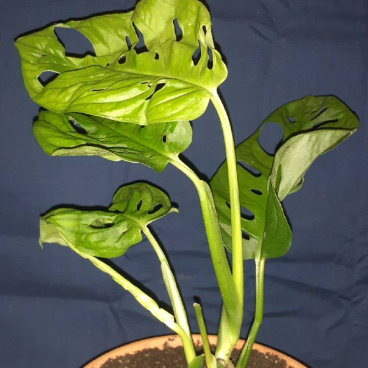 plant image 1245618