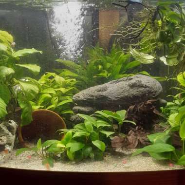Anubias