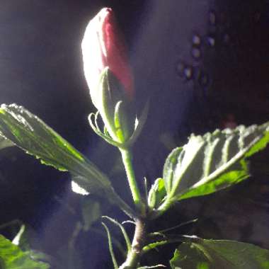 Alicia's garden