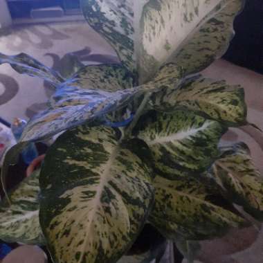 Dumb Cane