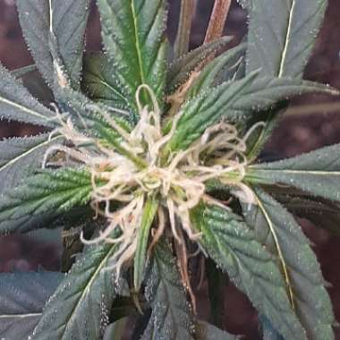 Marijuana