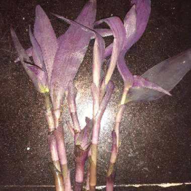 Purple-Heart Spiderwort 'Purpurea'