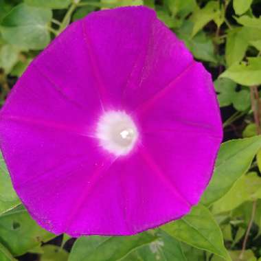 Morning Glory