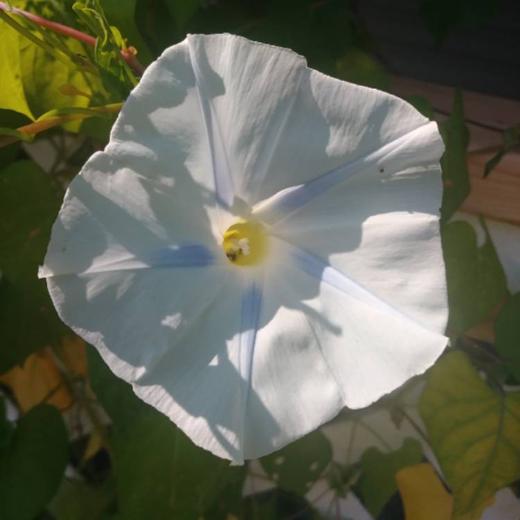 Plant image Ipomoea purpurea 'Milky Way'