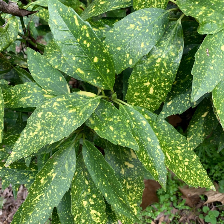 Plant image Aucuba variegata 'Crotonifolia'