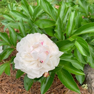 Peony 'Shirley Temple' (Herbaceous)
