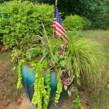 beautifulfary's garden