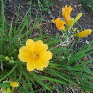 Hemerocallis 'Stella De Oro'