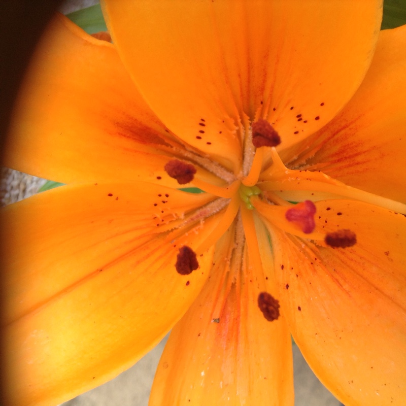 Plant image Lilium 'Orange Pixie'