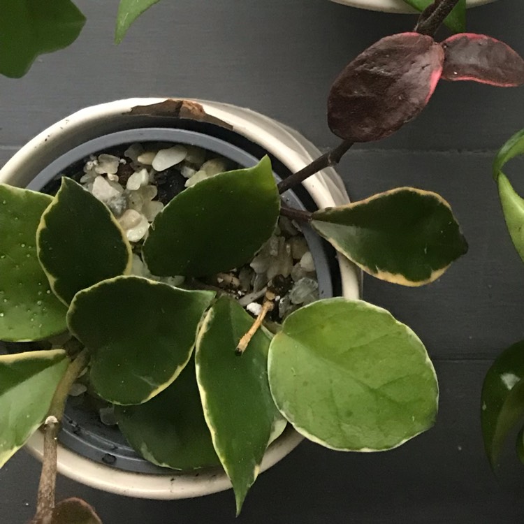 plant image 1011541