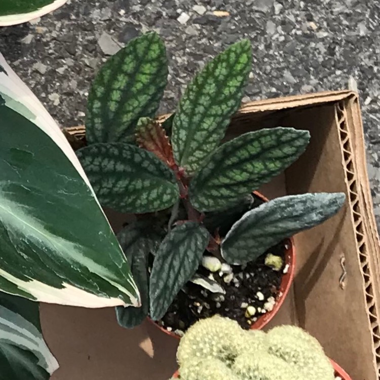 plant image 1017199