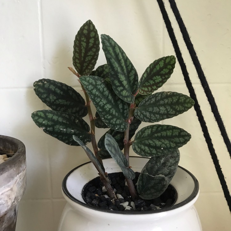 plant image 1102842