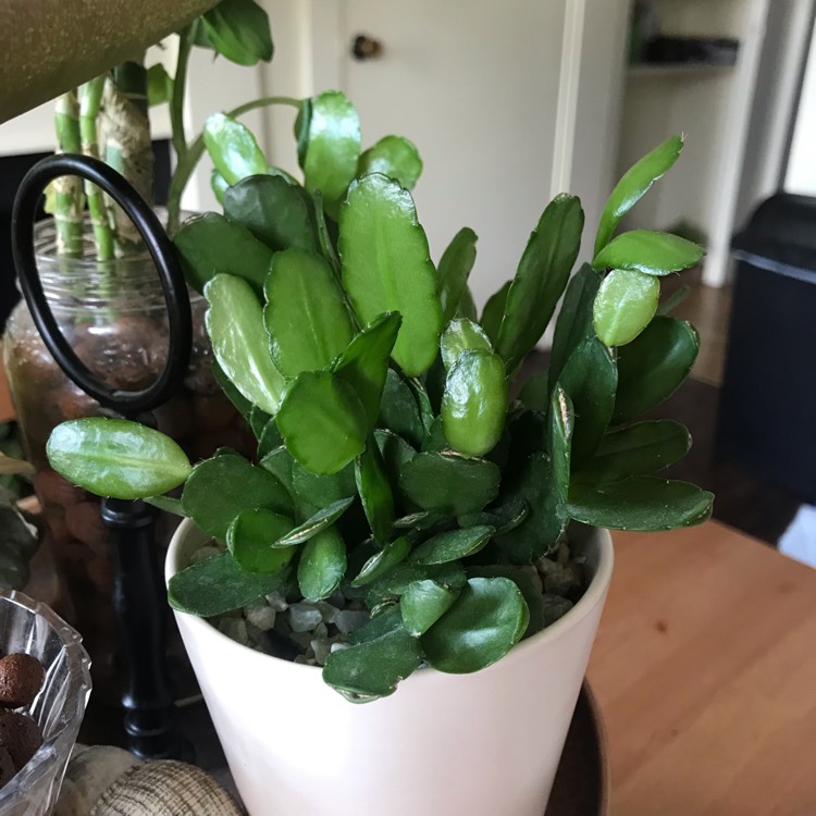 plant image 1105909
