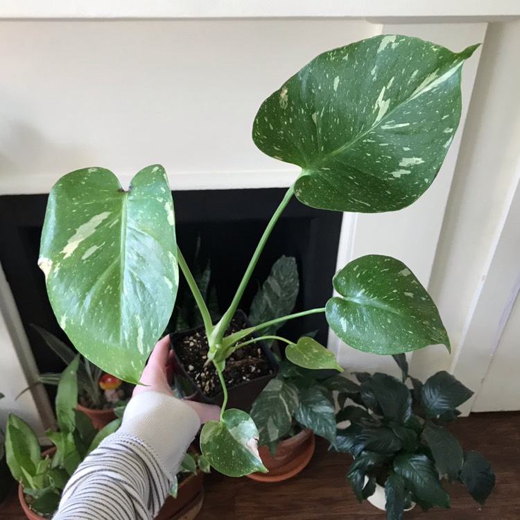 Plant image Monstera deliciosa 'Thai Constellation'