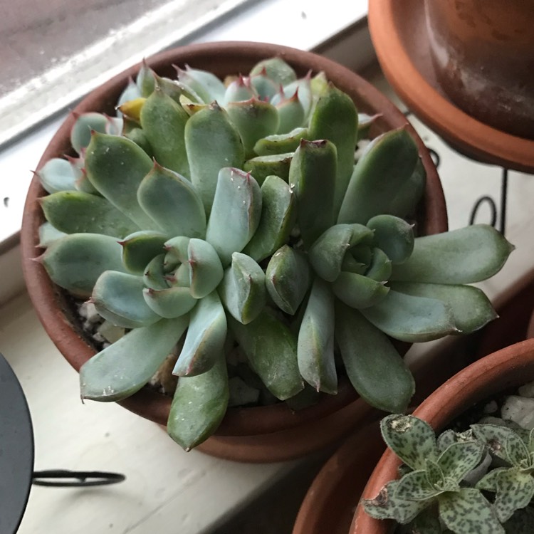 plant image 1185744