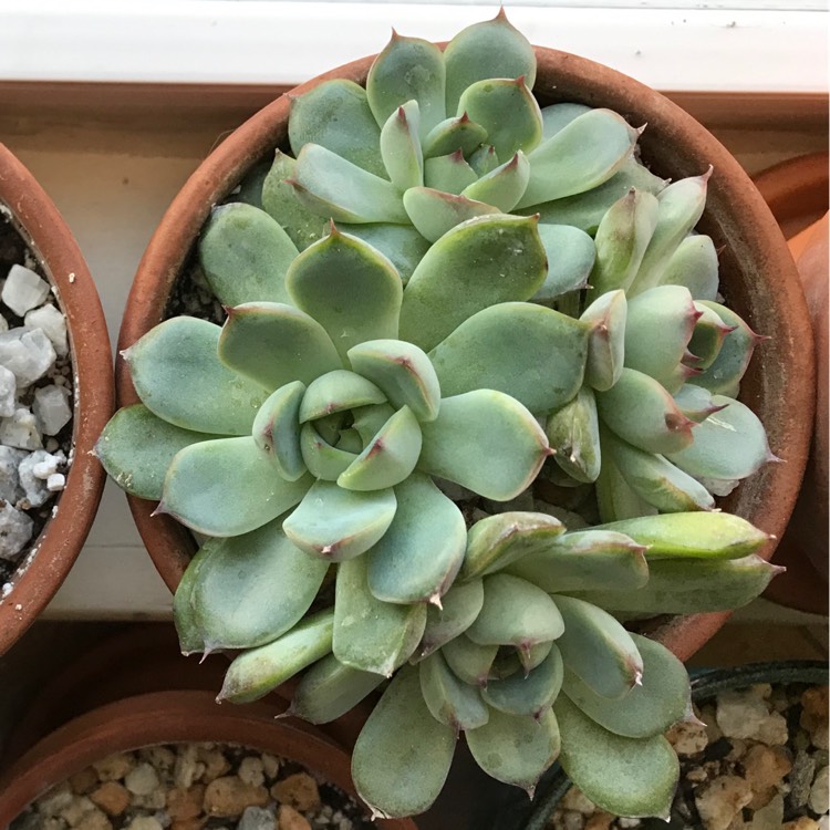 plant image 1212580